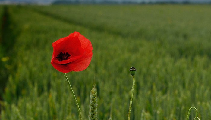 Poppy in field